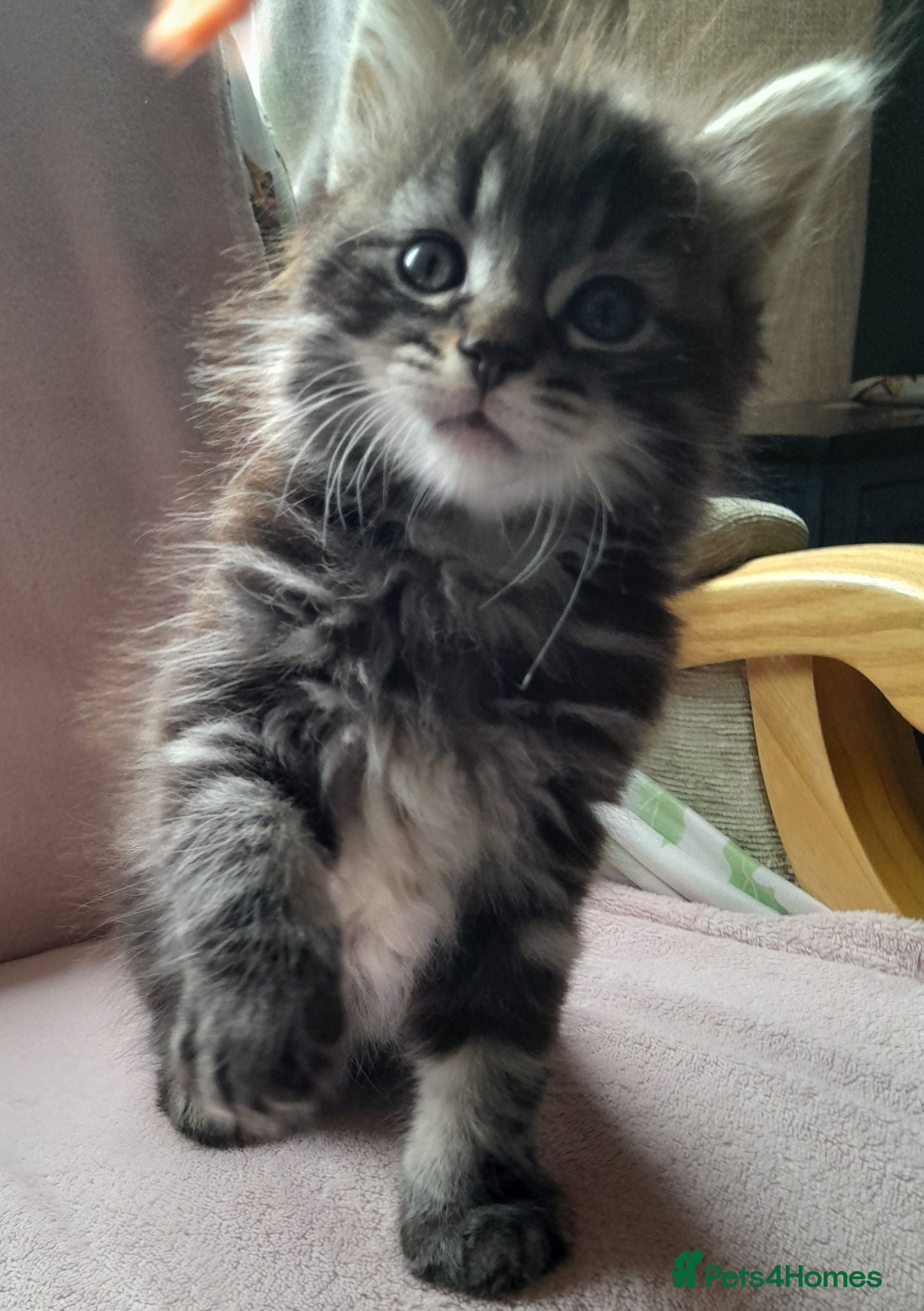 Norwegian Forest Cat cats Norwegian forest cross kittens for sale - Advert 13