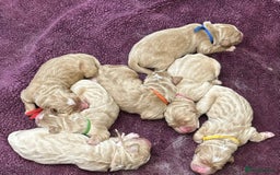 Double Doodle dogs for sale: Double Doodle puppies from Health tested parents - Image 1