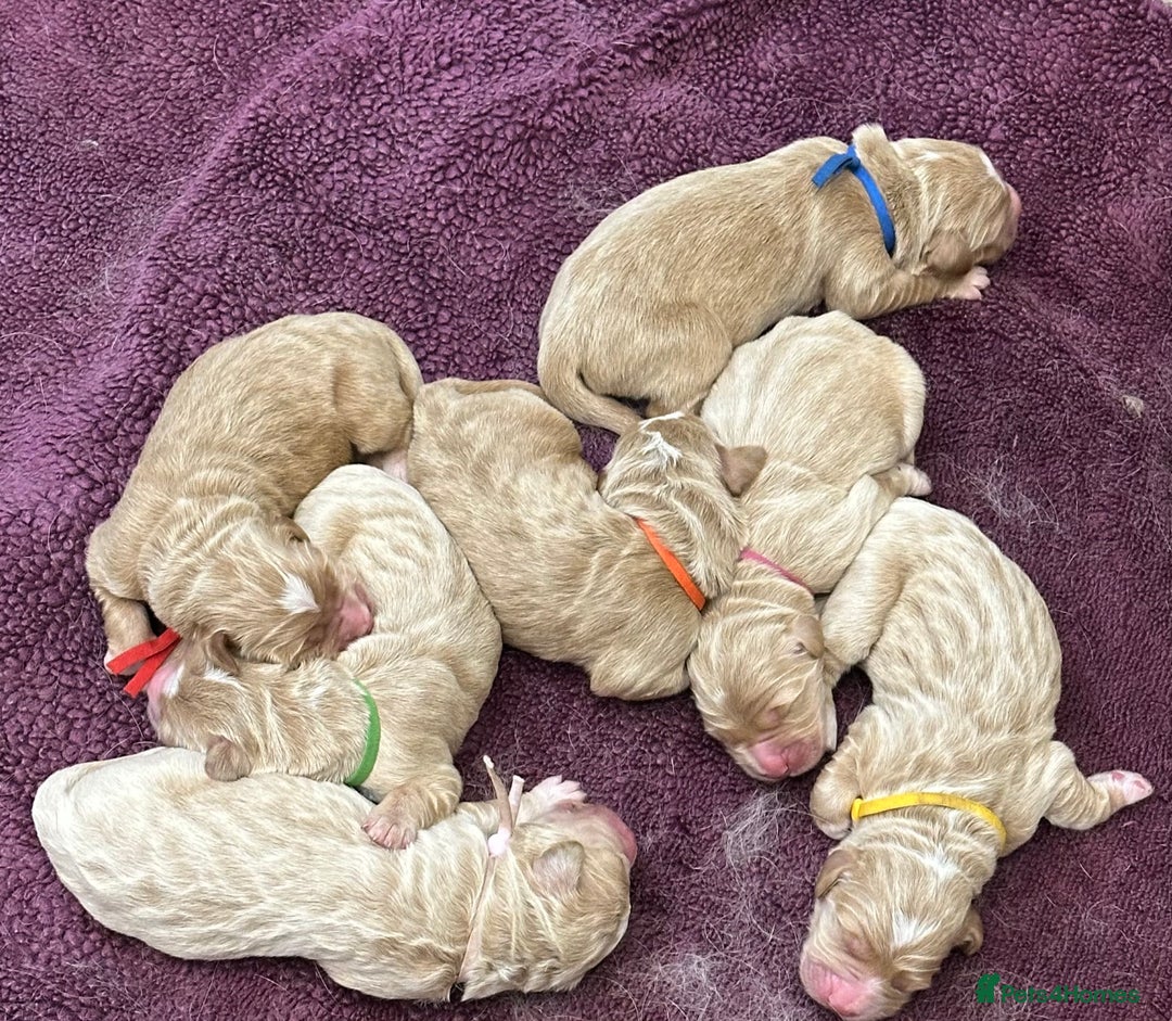 Double Doodle dogs for sale: Double Doodle puppies from Health tested parents - Image 1