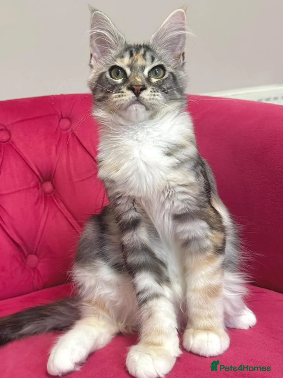 Maine Coon cats for sale: MaineCoon Kitten 🏆 20+Gen 🧬 Outstadning Pedigree - Advert 1