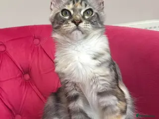 Maine Coon cats MaineCoon Kitten 🏆 20+Gen 🧬 Outstadning Pedigree - Advert 2