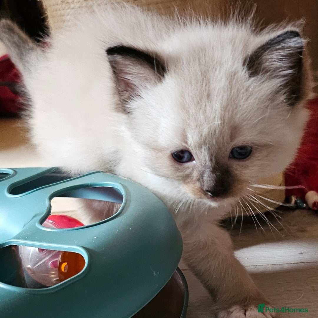 Ragdoll cats for sale: 7 beautiful fluffy Ragdoll cats.  - Image 2