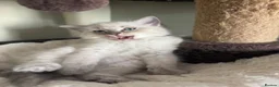 Ragdoll cats for sale: Male ragdoll - Advert 3