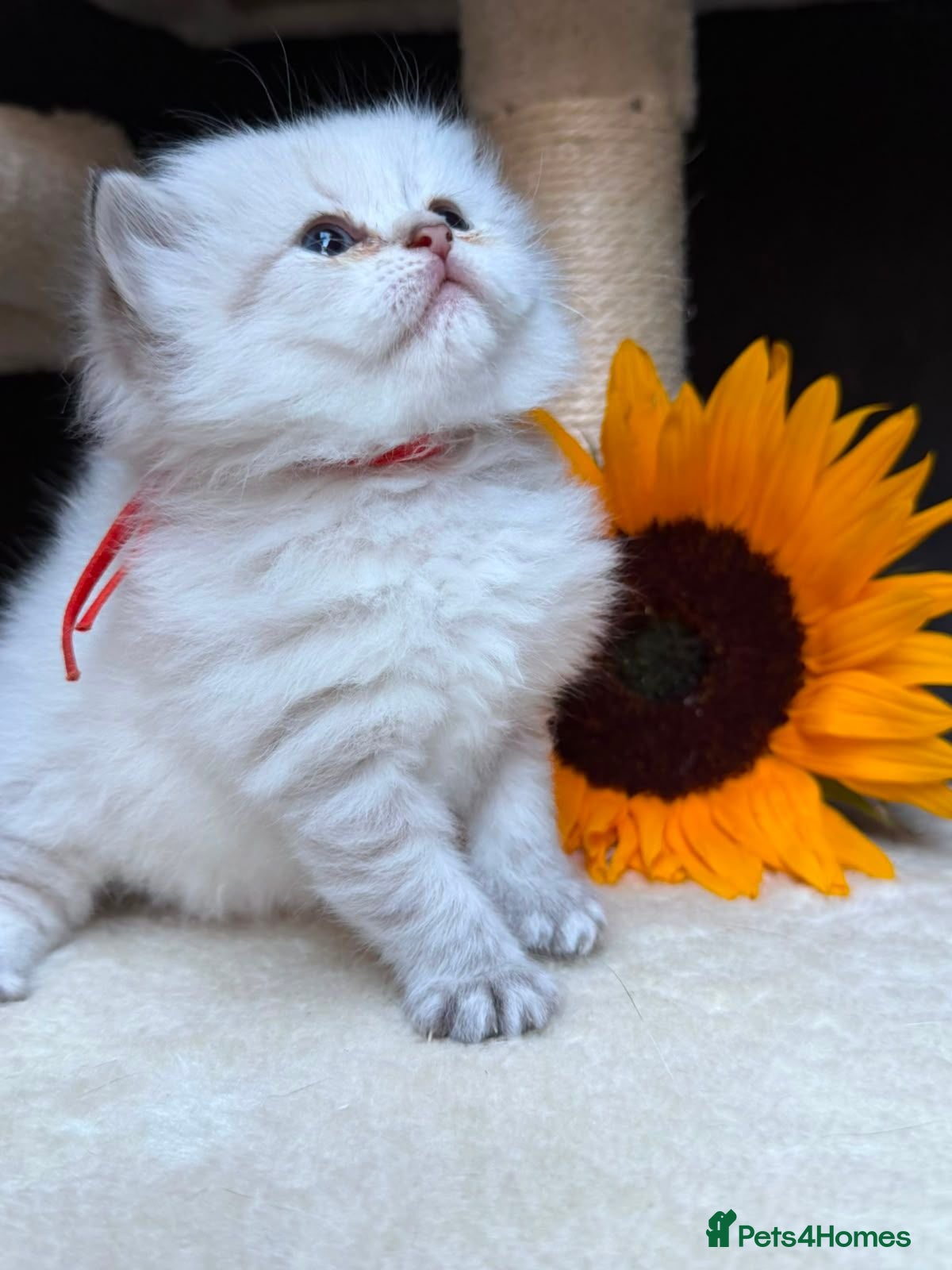British Longhair cats TIKA -Beautiful British kittens female long hair  - Advert 5
