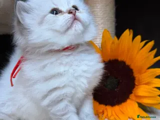 British Longhair cats TIKA -Beautiful British kittens female long hair - Advert 5