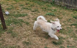 Jack Russell dogs for sale: Beautiful scruffie - Image 5