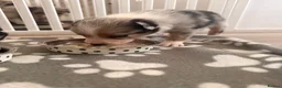 Border Collie dogs for sale: Blue Merle Tri Border Collie Puppies - Advert 10