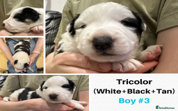 Border Collie dogs for sale: Merle Blue Eye KC Registered Border Collie Puppies - Image 5