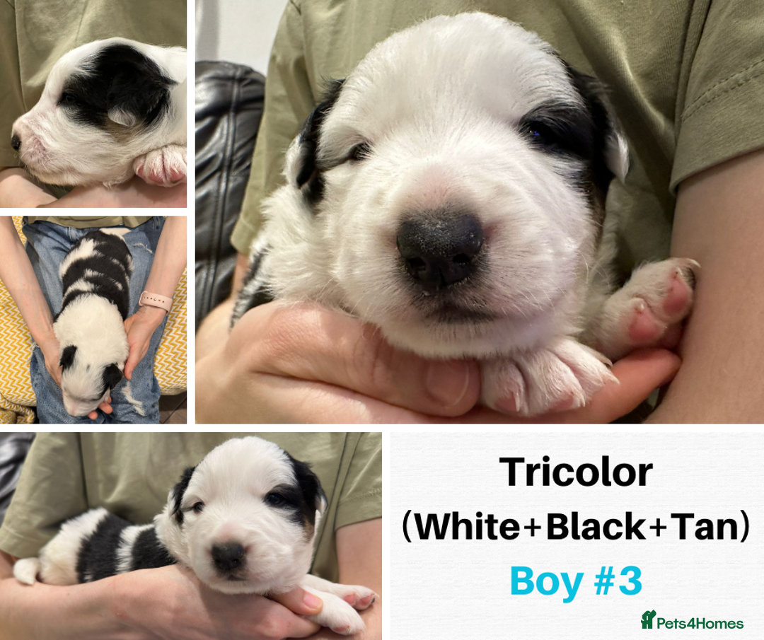 Border Collie dogs for sale: Merle Blue Eye KC Registered Border Collie Puppies - Image 5