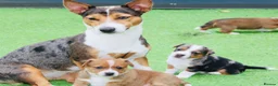 Jack Russell dogs for sale: *** 5 stunning puppies available *** - Advert 26
