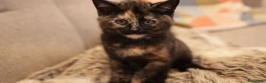 Grogu