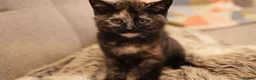 Mixed Breed cats for sale: Grogu – Sweet & Gentle British Shorthair Cross in London - Advert 2