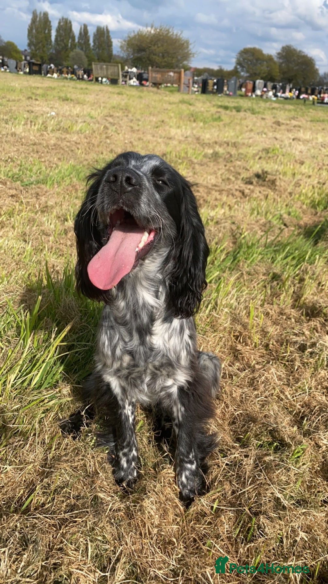 Cocker Spaniel dogs for stud: Doobie  - Advert 3