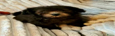 Chipoo 3
