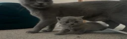 British Shorthair cats for sale: Gorgeous British shorthair kittens - Advert 3