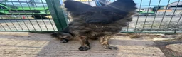 German Shepherd dogs for sale: The perfect premade family Dog - Advert 1