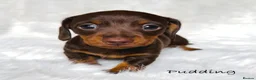 Miniature Dachshund dogs for sale: KC Reg Chocolate Dapple Miniature Dachshund P - Advert 10