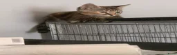 Mixed Breed cats for sale: Beautiful girls  - Advert 6
