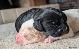 Cocker Spaniel dogs for sale: 🐾 Working Cocker Spaniel Puppies 🐾 - Image 3