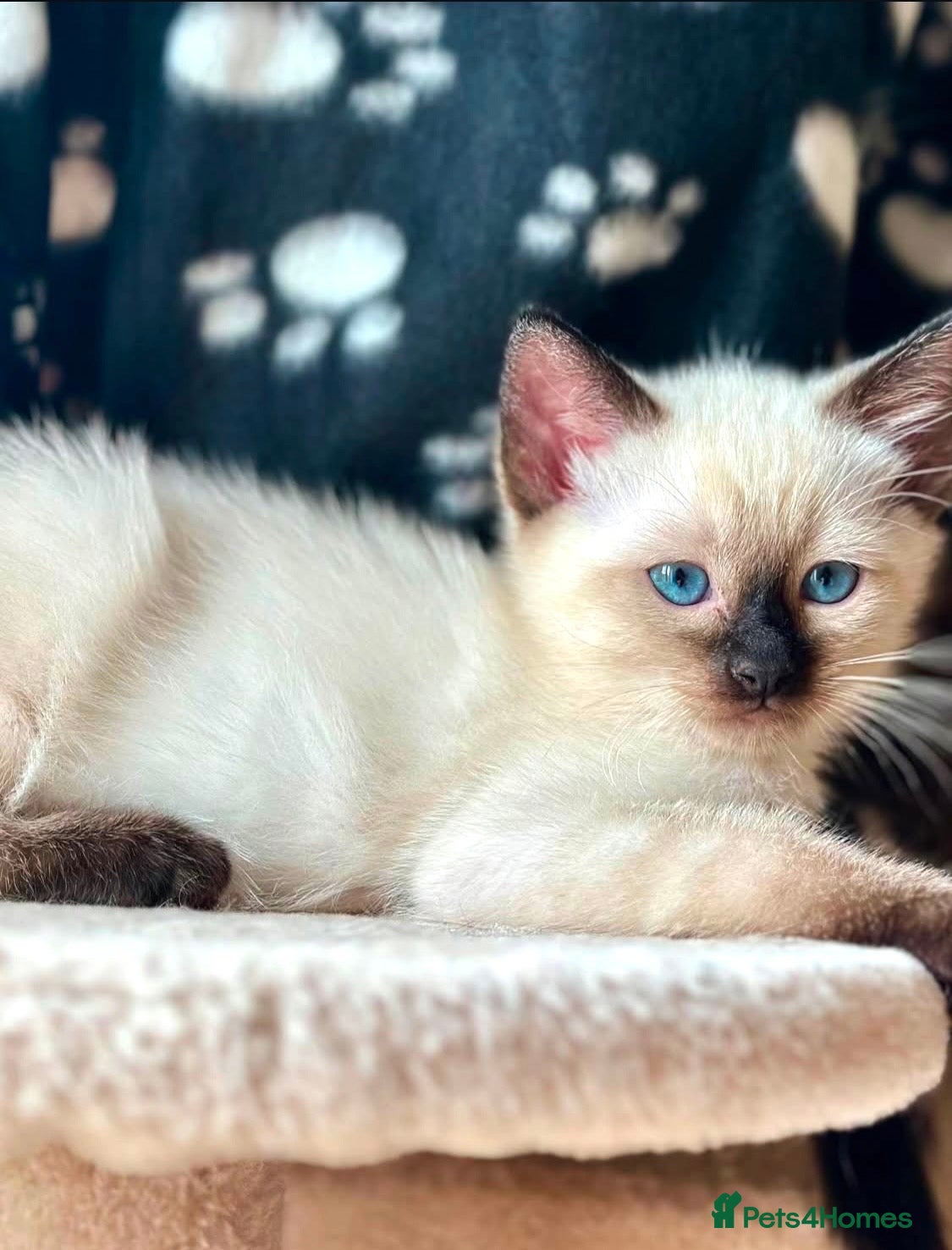 Ragdoll cats STUNNING RAGAMESE (RAGDOLL-SIAMESE) KITTENS - Advert 7