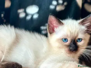 Ragdoll cats STUNNING RAGAMESE (RAGDOLL-SIAMESE) KITTENS - Advert 7
