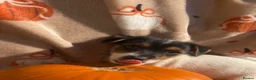 Jack Russell dogs for sale: Tri colour Jack russel puppies❤️💚🧡💙 - Advert 9
