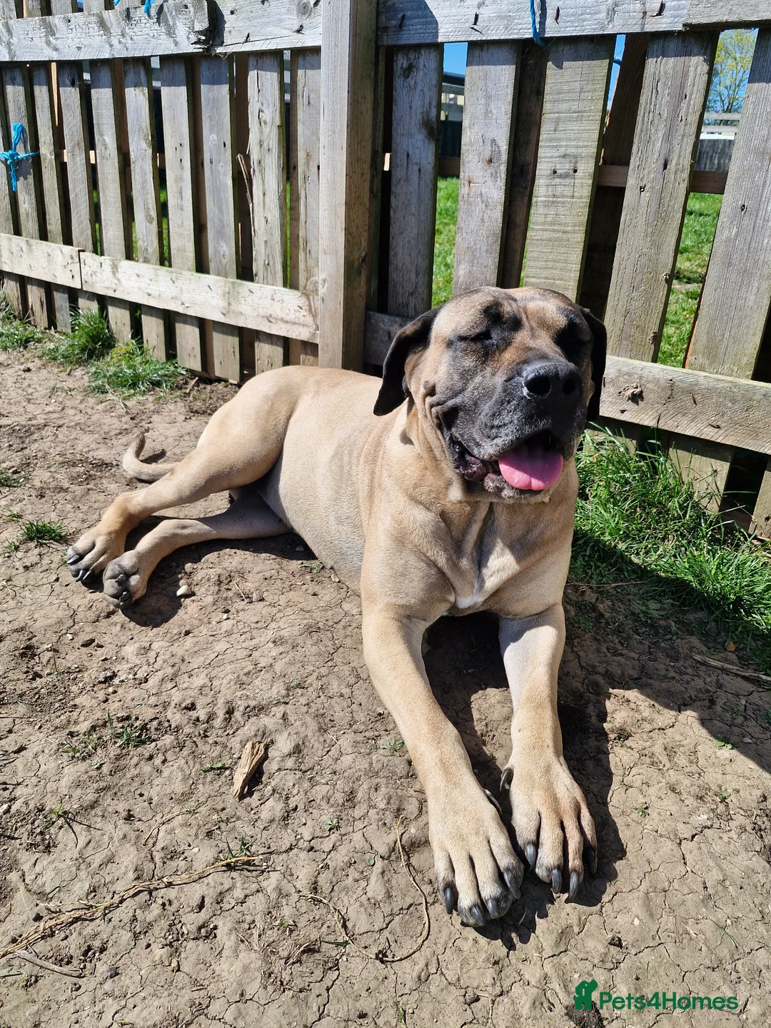 Presa Canario dogs for sale:  5 year old Adult female presa canario - Advert 2
