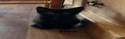 Mixed Breed cats for sale: One lovely little black boy left  - Advert 1
