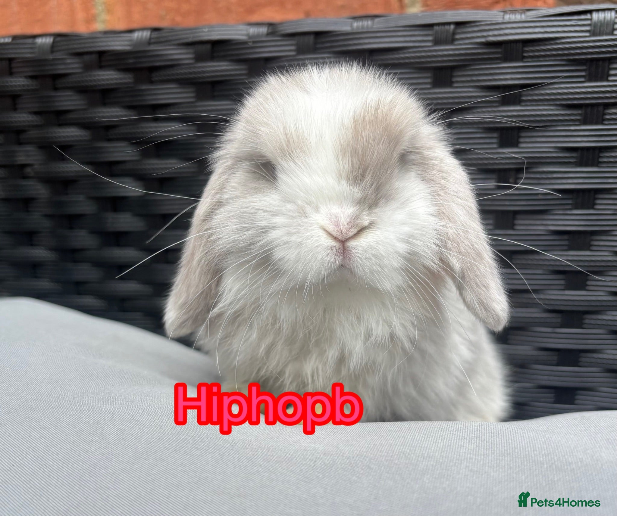 Mini Lop rabbits Pedigreed pure bred mini lops  - Advert 7