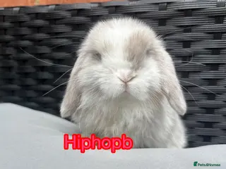 Mini Lop rabbits Pedigreed pure bred mini lops - Advert 7