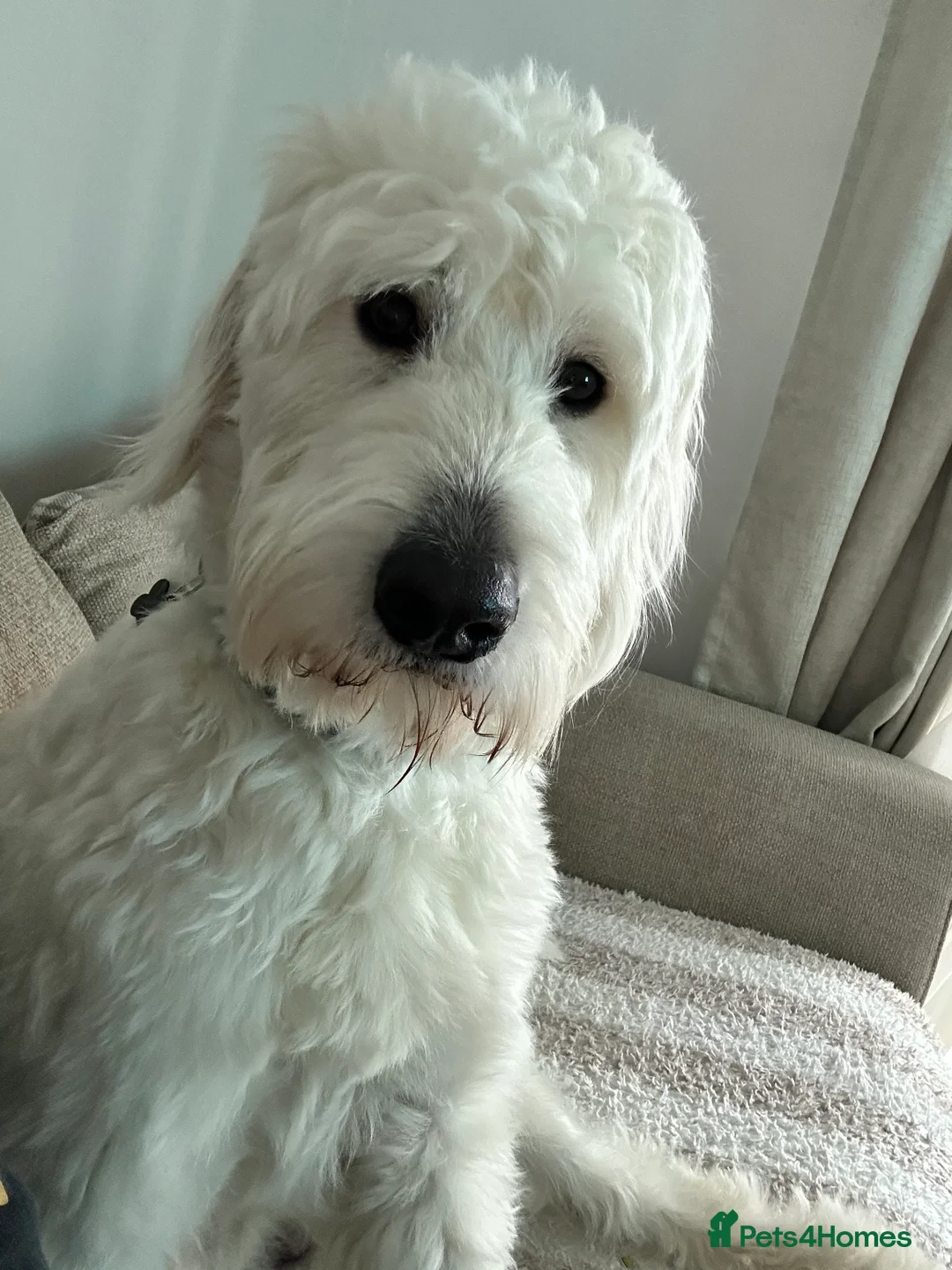 Goldendoodle dogs for sale: Goldendoodle male- Wolfie  - Advert 1