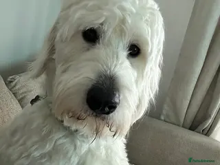 Goldendoodle dogs Goldendoodle male- Wolfie - Advert 2