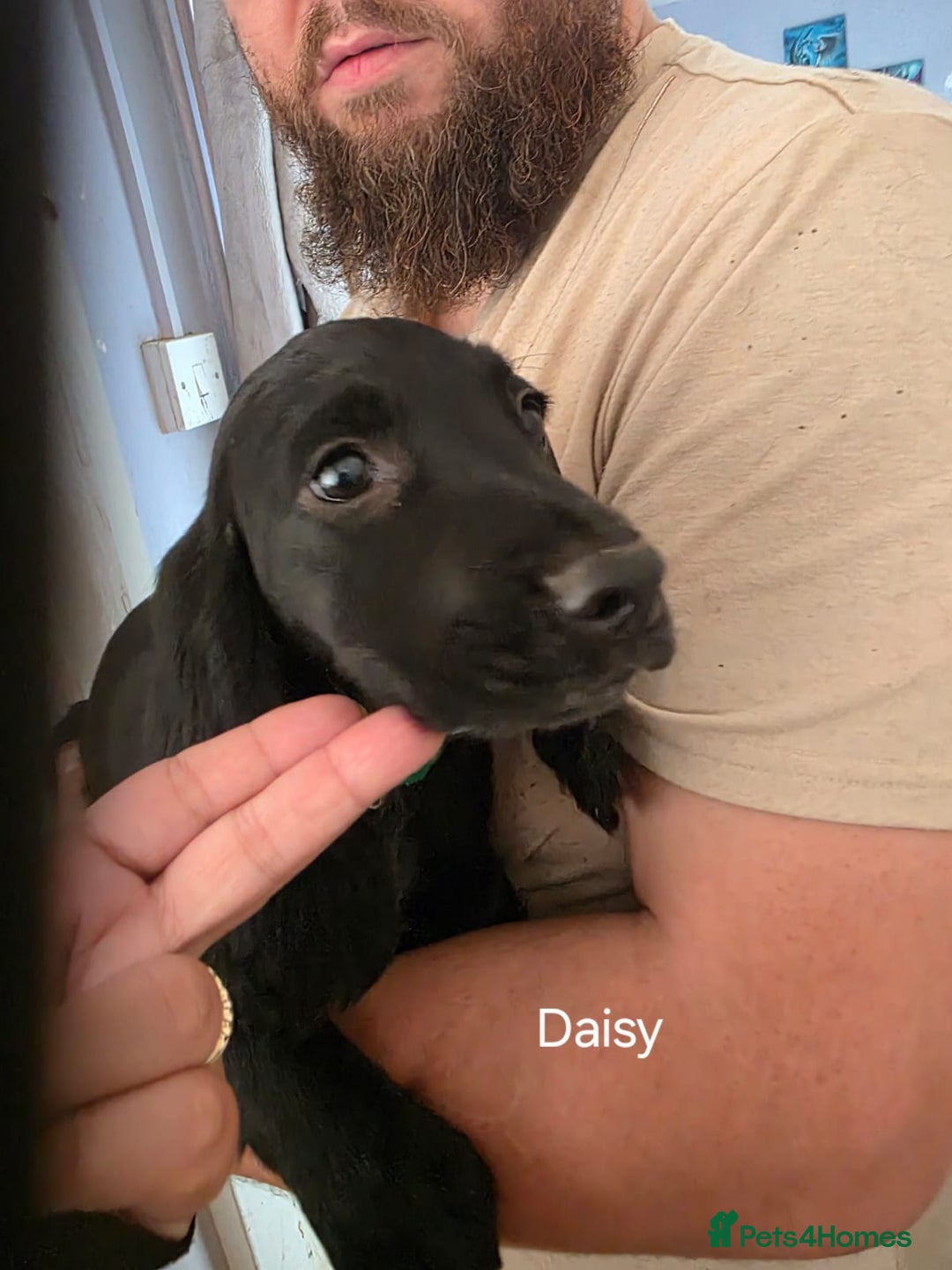 Cocker Spaniel dogs for sale: Cocker spaniel pups - Image 4