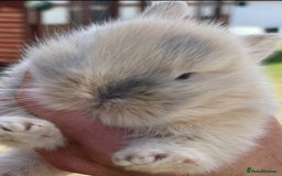 Lionhead rabbits for sale: Baby Lionhead bunnies ! Ready to be reserved ! - Image 2