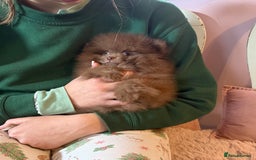 Pomeranian dogs for sale: Quality Chocolate Small Chocolate Teddy Bear - Image 11