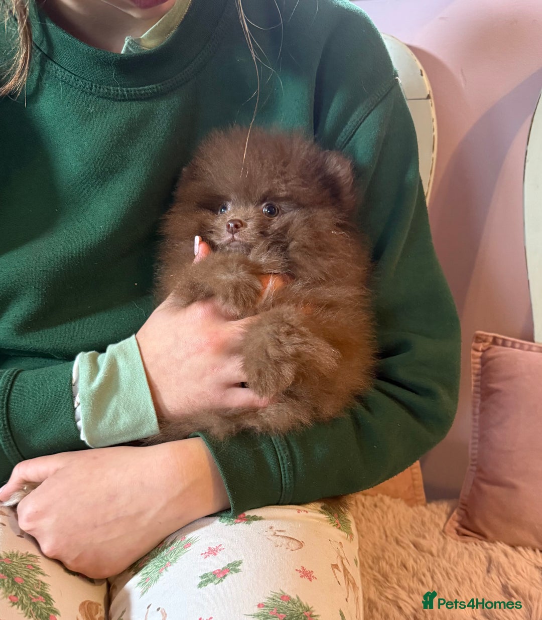 Pomeranian dogs for sale: Quality Chocolate Small Chocolate Teddy Bear - Image 11