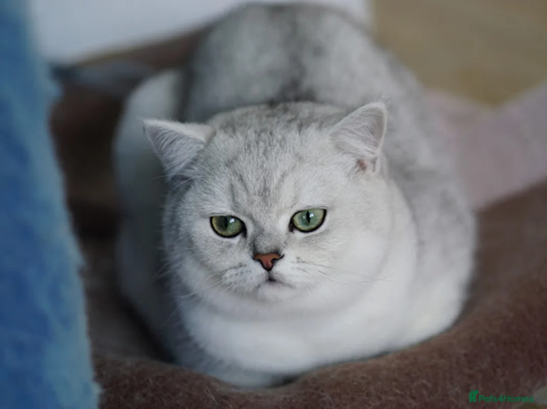 British Shorthair cats for sale: BSH reg kittens, Silver & Gold - Advert 8