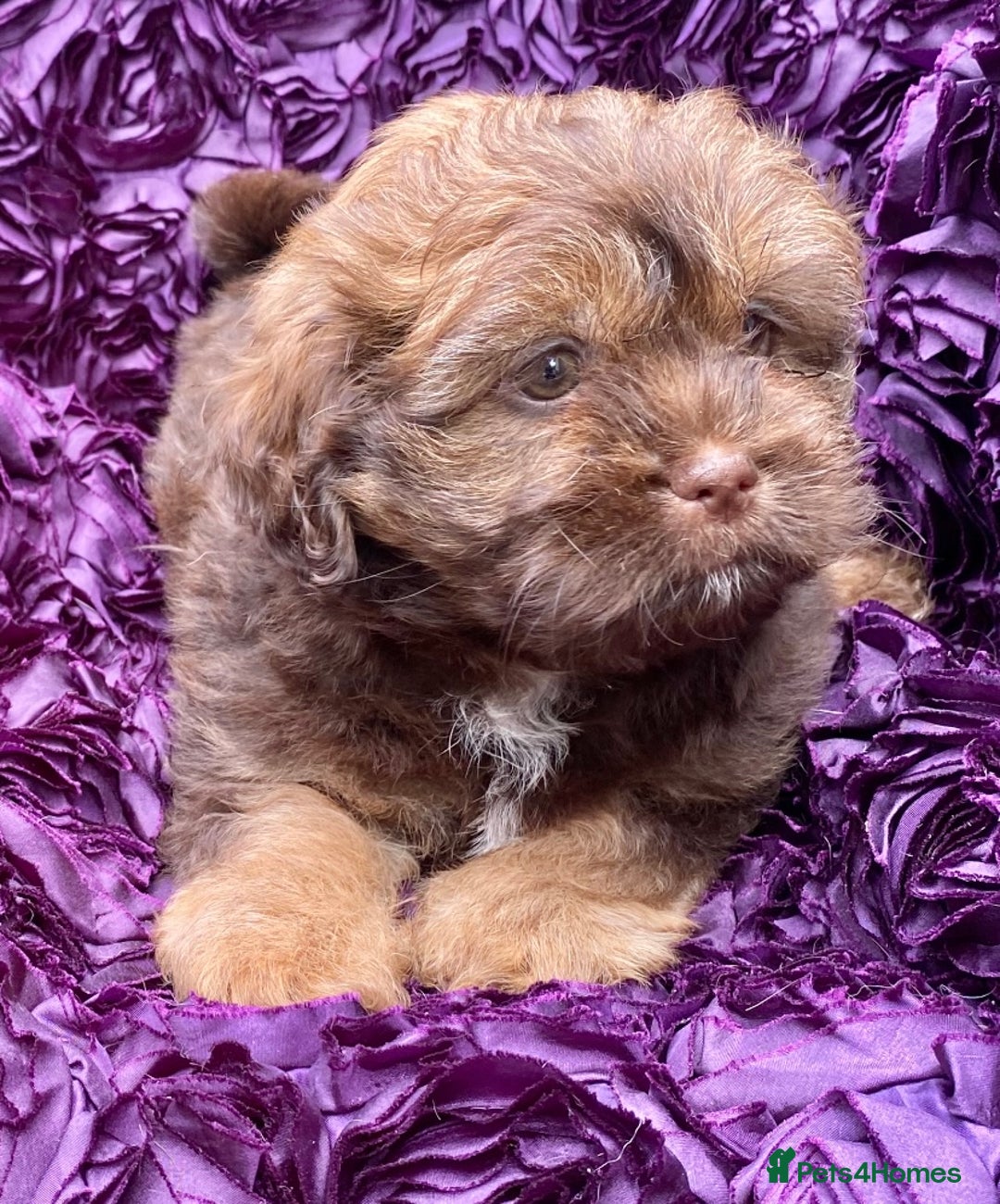 Shih Tzu dogs for sale: 🌟OUTSTANDING MALSHIPOO LITTER🌟Ready from 4/10/25 - Image 15