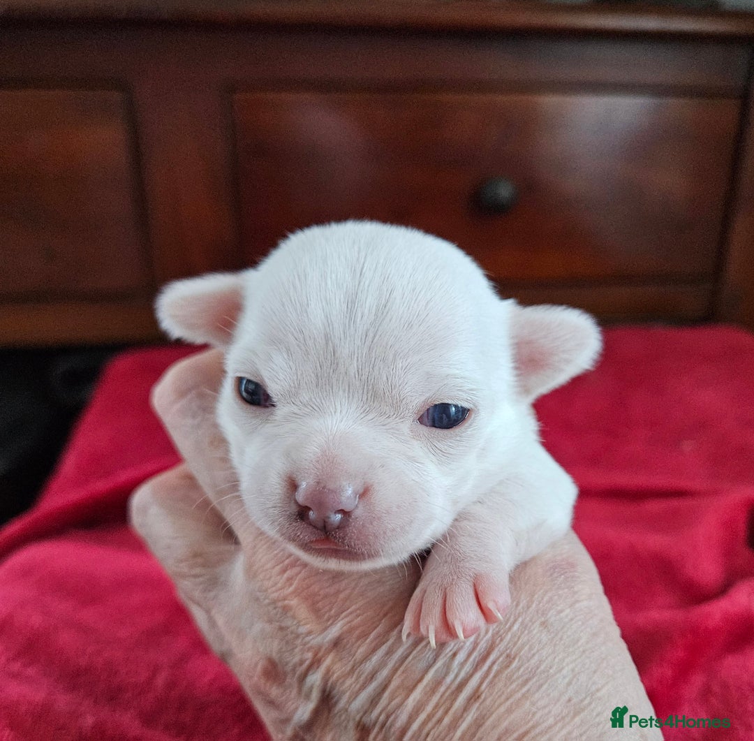 Chihuahua dogs for sale: Pure White With Blue Green Eyes Chihuahuas  - Advert 6
