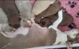 Chihuahua dogs for sale: Stunning litter of Kc reg Chihuahuas - Image 8