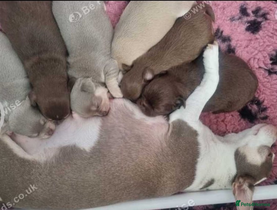 Chihuahua dogs for sale: Stunning litter of Kc reg Chihuahuas - Image 8
