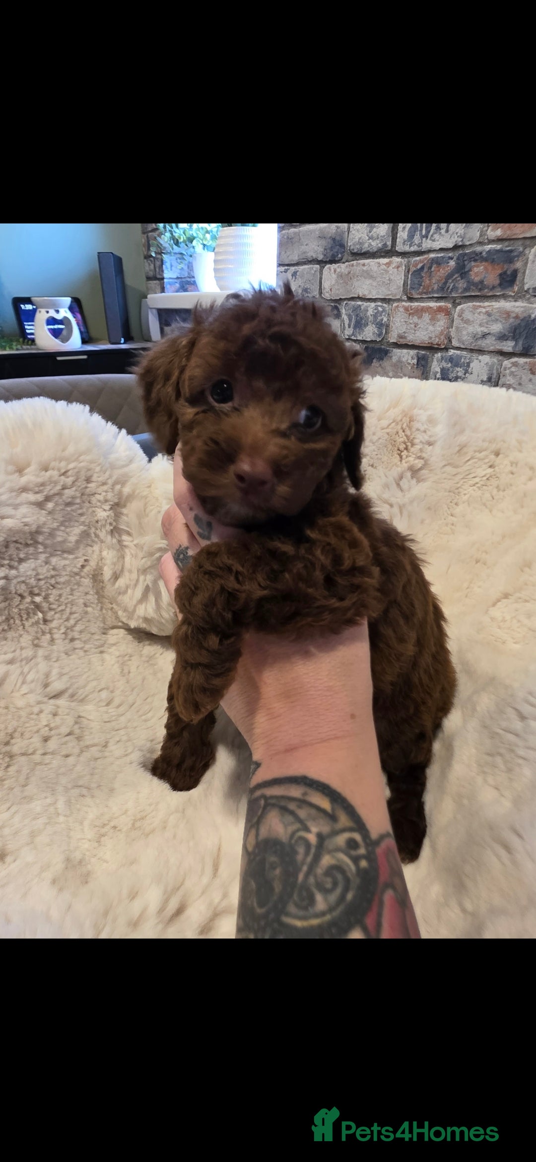 Cockapoo dogs for sale: F1b toy cockapoo puppies ready 3/11/25 - Image 13