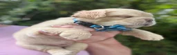 French Bulldog dogs for sale: BEAUTIFUL FLUFFY FRENCH BULLDOG PUPPIES - Advert 8