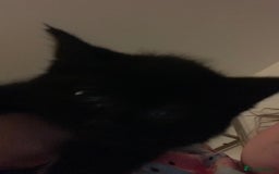 Bombay cats for sale: Kittens - Advert 24