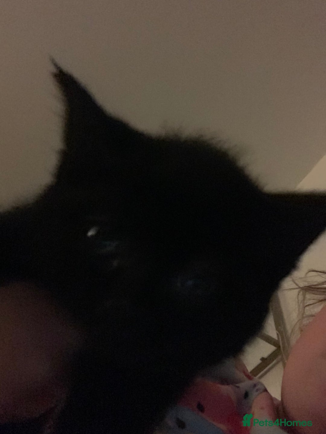 Bombay cats for sale: Kittens - Advert 24