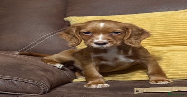 Cocker Spaniel dogs - Advert 15