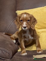 Cocker Spaniel dogs - Advert 15