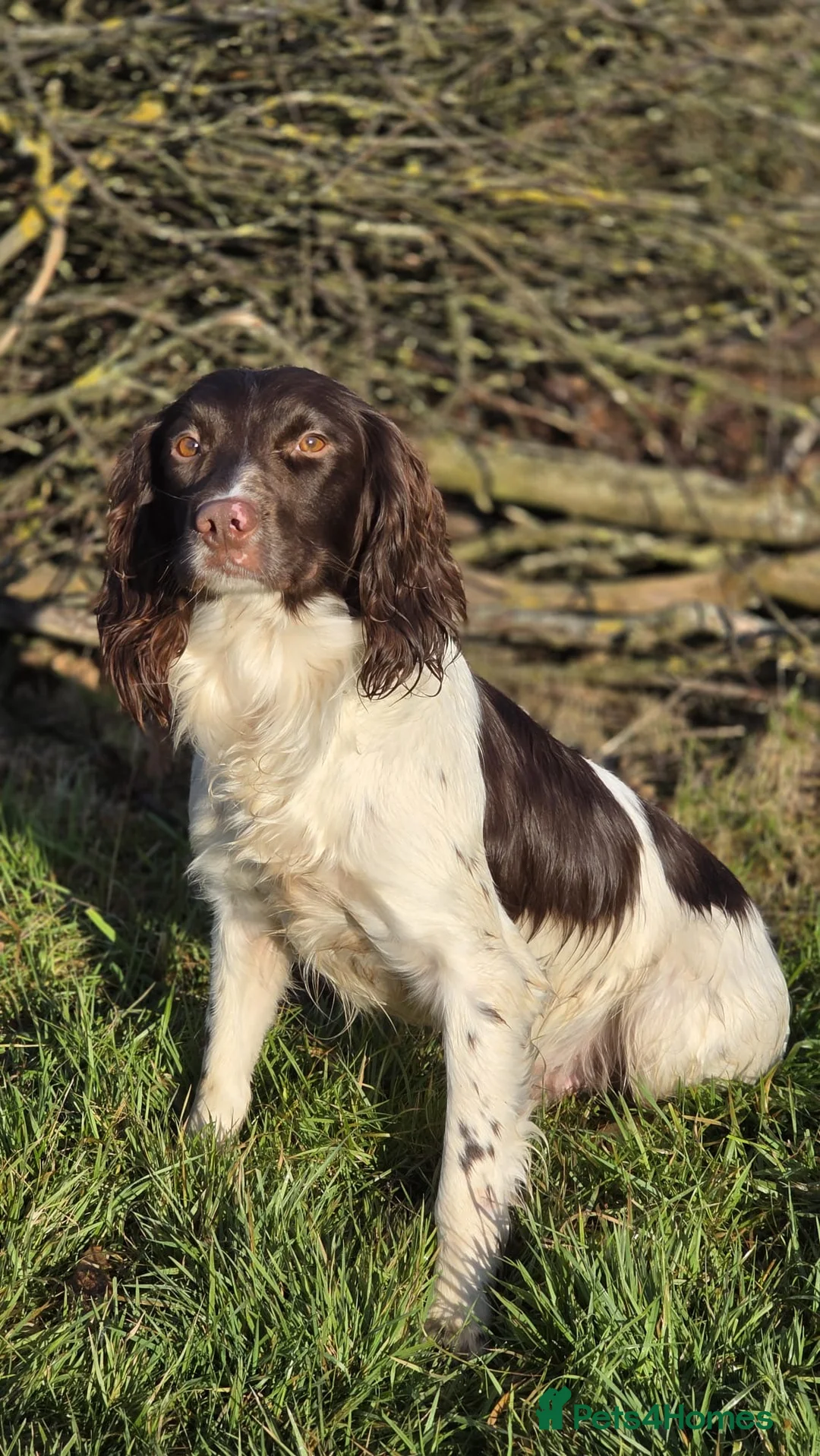 English Springer Spaniel dogs for stud: ROSEBAY HAS (TROY), LOVELY LIVER AND WHITE SPANIEL - Advert 2