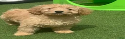 Cavapoo dogs for sale: reduced One Male ready to leave now   - Advert 2