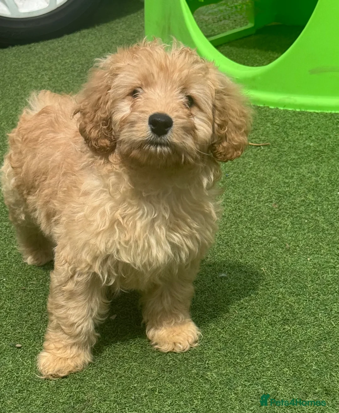 Cavapoo dogs for sale: reduced One Male ready to leave now   - Advert 2
